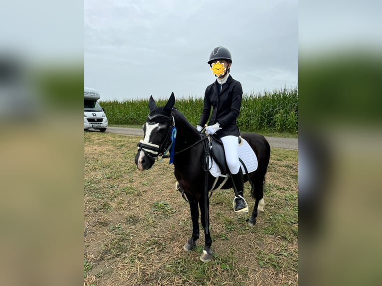 Welsh A (Mountain Pony) Mix Gelding 11 years 12 hh Black in Karlsfeld