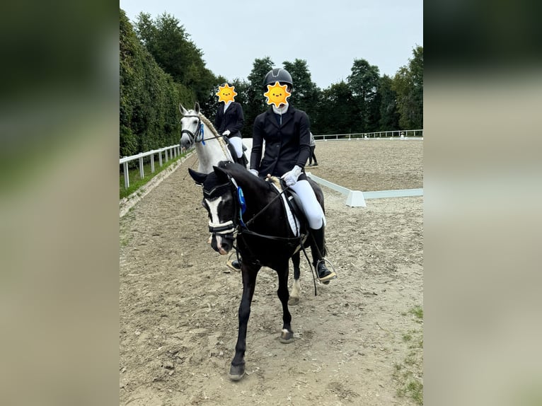 Welsh A (Mountain Pony) Mix Gelding 11 years 12 hh Black in Karlsfeld