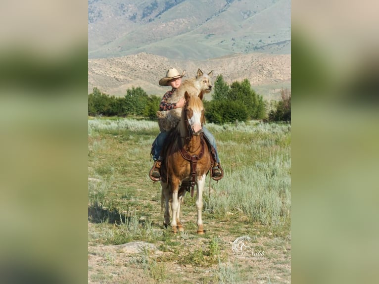 Welsh A (Mountain Pony) Mix Gelding 11 years 12 hh Roan-Red in Cody, WY
