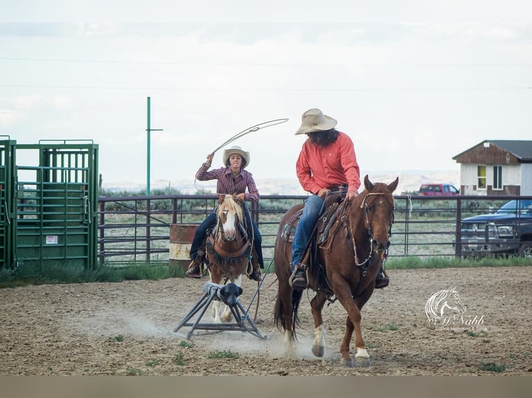 Welsh A (Mountain Pony) Mix Gelding 11 years 12 hh Roan-Red in Cody, WY