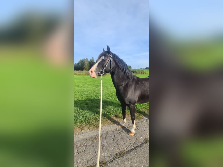 Welsh A (Mountain Pony) Gelding 12 years 11,1 hh Black in Wolfegg