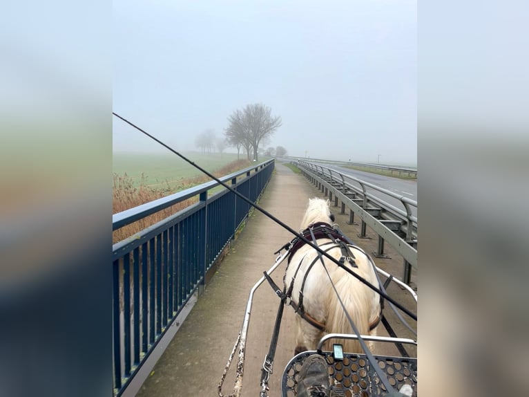 Welsh A (Mountain Pony) Gelding 12 years 11,1 hh Gray in Halle