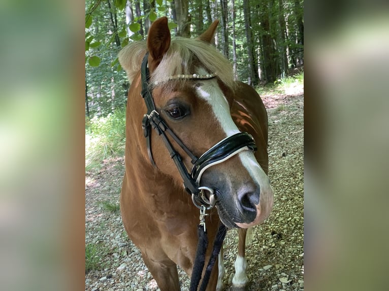 Welsh A (Mountain Pony) Gelding 12 years 11,2 hh Chestnut-Red in Baltmannsweiler