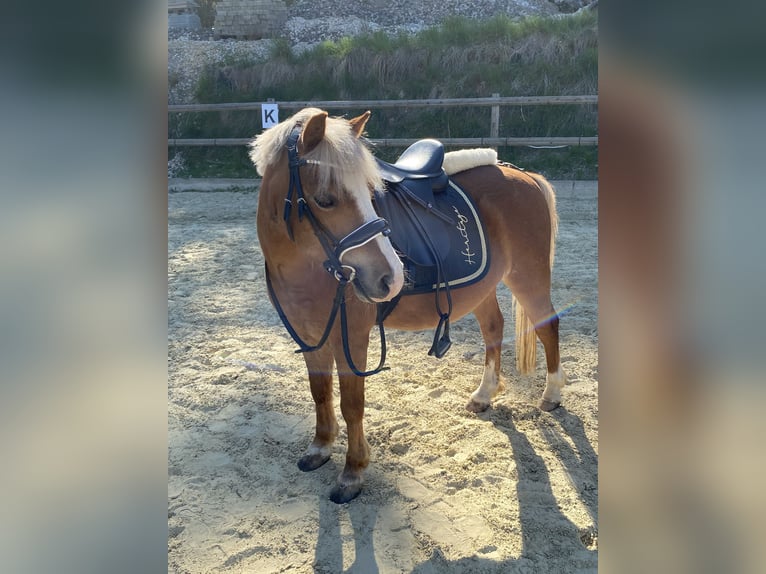 Welsh A (Mountain Pony) Gelding 12 years 11,2 hh Chestnut-Red in Baltmannsweiler