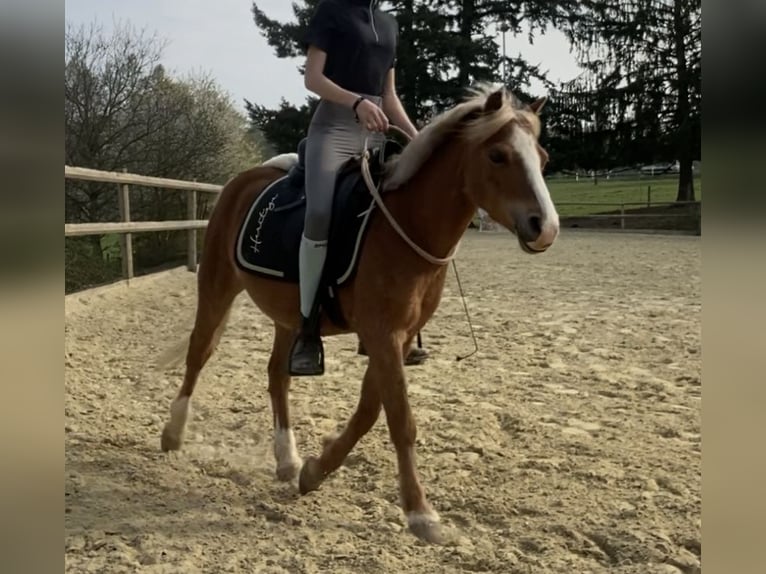 Welsh A (Mountain Pony) Gelding 12 years 11,2 hh Chestnut-Red in Baltmannsweiler