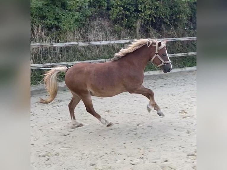 Welsh A (Mountain Pony) Gelding 12 years 11,2 hh Chestnut-Red in Baltmannsweiler