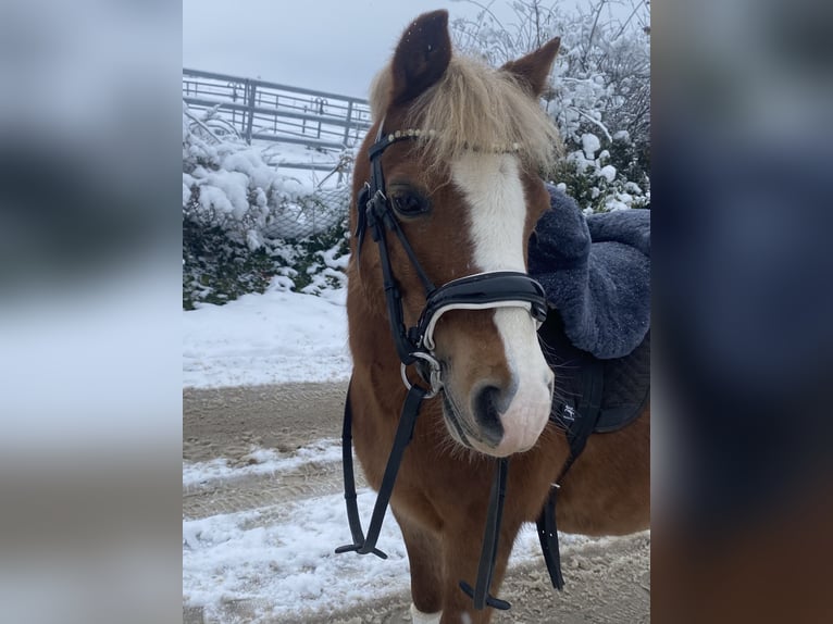 Welsh A (Mountain Pony) Gelding 12 years 11,2 hh Chestnut-Red in Baltmannsweiler