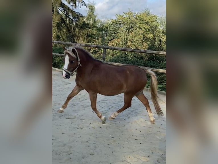 Welsh A (Mountain Pony) Gelding 12 years 11,2 hh Chestnut-Red in Baltmannsweiler