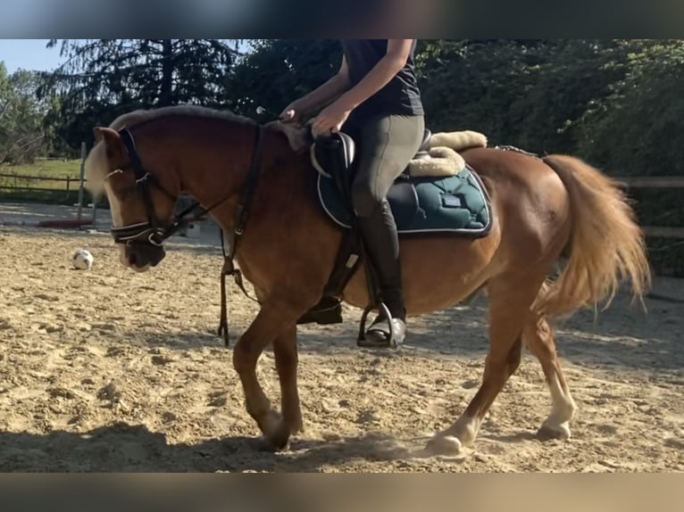 Welsh A (Mountain Pony) Gelding 12 years 11,2 hh Chestnut-Red in Baltmannsweiler