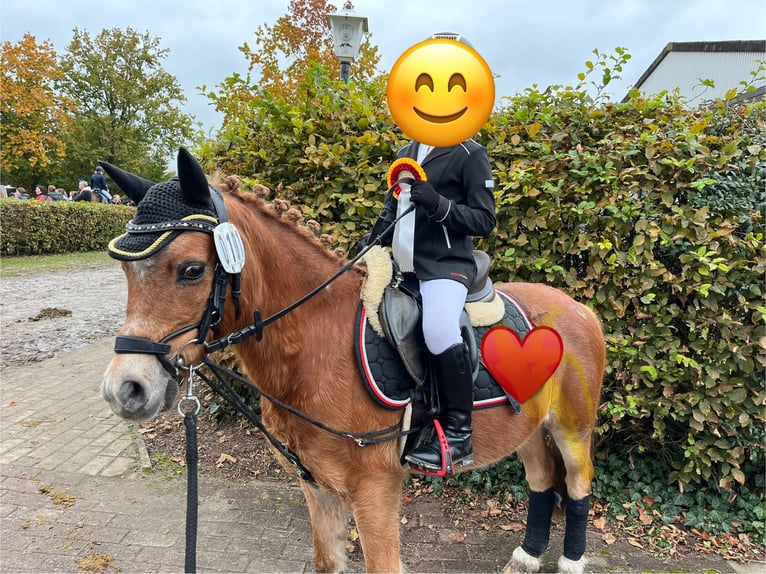 Welsh A (Mountain Pony) Gelding 13 years 11,1 hh Chestnut-Red in Rodewald