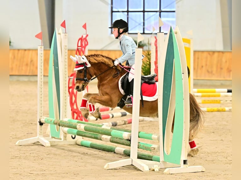 Welsh A (Mountain Pony) Gelding 13 years 11,1 hh Chestnut-Red in Rodewald