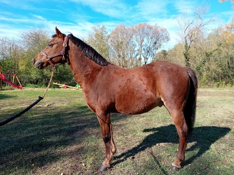 Welsh A (Mountain Pony) Mix Gelding 13 years 12,1 hh Chestnut-Red in Bakonyszentlászló