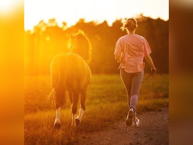 Welsh A (Mountain Pony) Gelding 13 years 12 hh Brown in Leutershausen