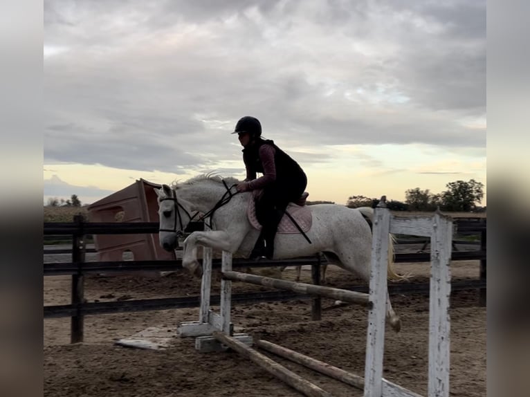 Welsh A (Mountain Pony) Gelding 13 years 13 hh Gray in Woodstock IL