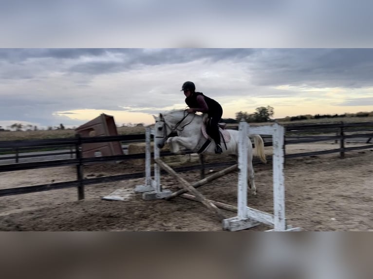 Welsh A (Mountain Pony) Gelding 13 years 13 hh Gray in Woodstock IL