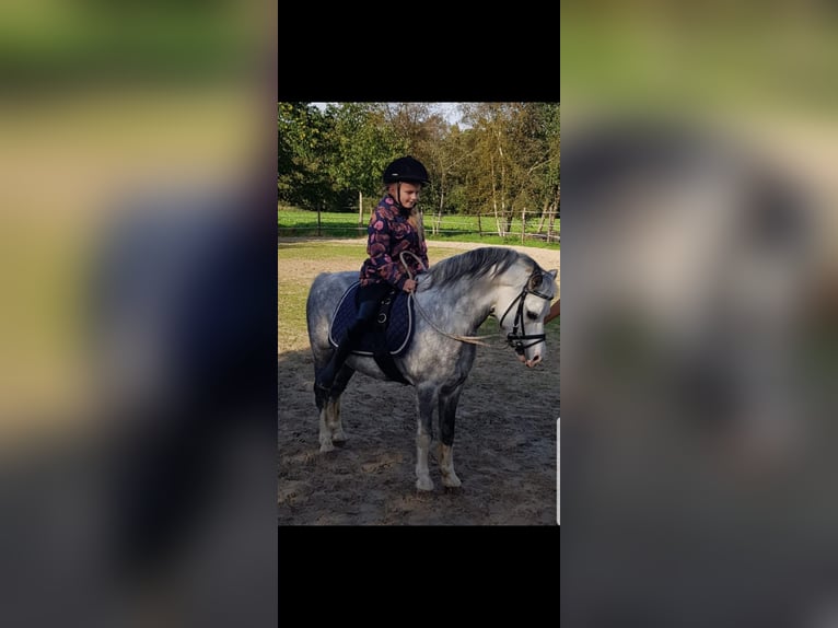 Welsh A (Mountain Pony) Gelding 14 years 11,1 hh Gray-Dapple in Gasselternijveenschemond