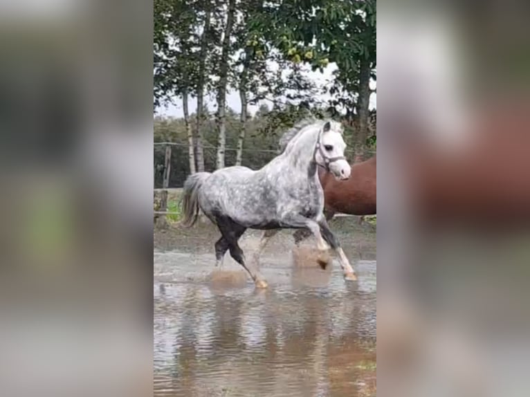 Welsh A (Mountain Pony) Gelding 14 years 11,1 hh Gray-Dapple in Gasselternijveenschemond