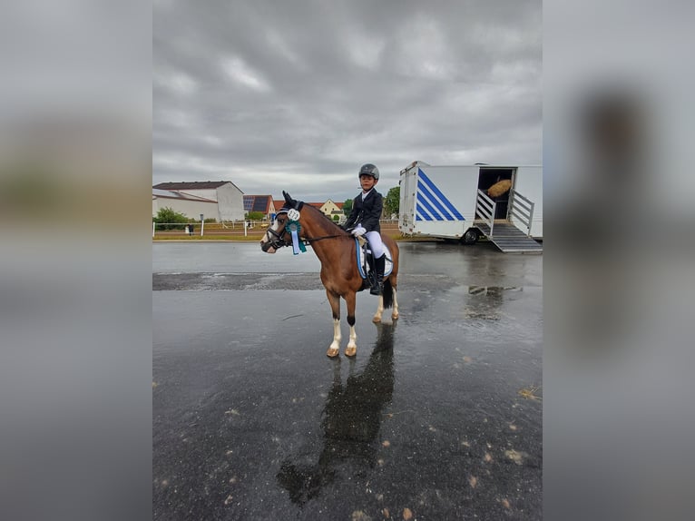 Welsh A (Mountain Pony) Gelding 15 years 11,1 hh Brown in Haßfurt