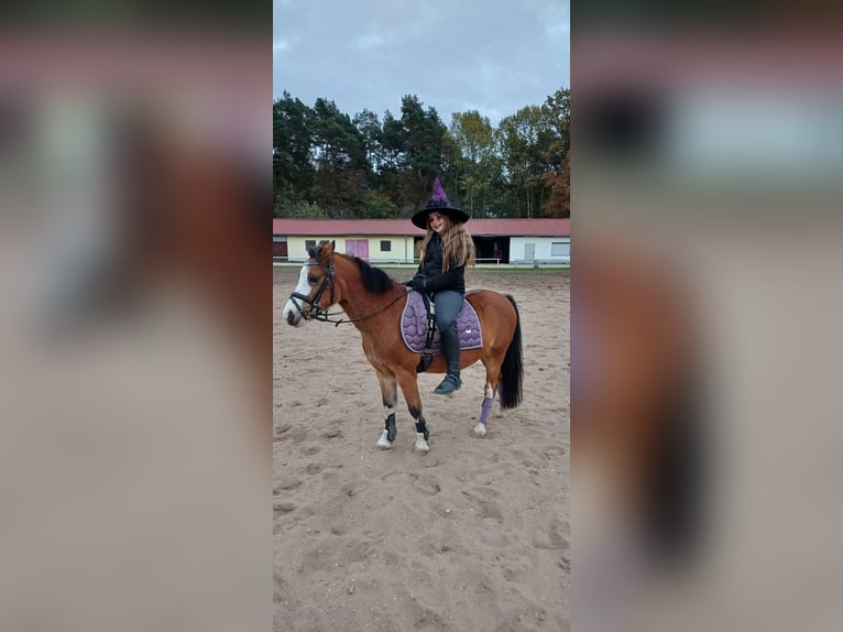 Welsh A (Mountain Pony) Gelding 15 years 11,1 hh Brown in Haßfurt