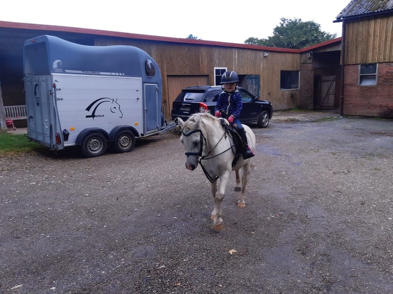 Welsh A (Mountain Pony) Gelding 15 years 11,1 hh Gray in Kisdorf