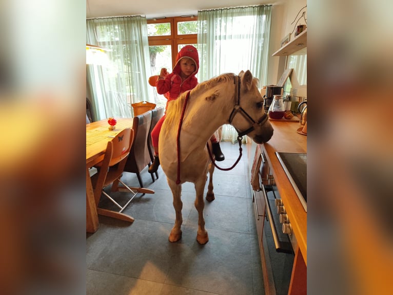 Welsh A (Mountain Pony) Gelding 15 years 11,1 hh Gray in Kisdorf