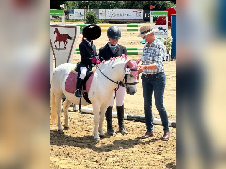 Welsh A (Mountain Pony) Mix Gelding 15 years 11,2 hh Gray in Dinkelscherben