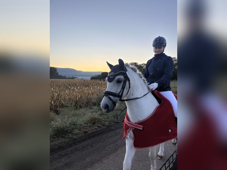 Welsh A (Mountain Pony) Gelding 15 years 12 hh Gray in Ladenburg