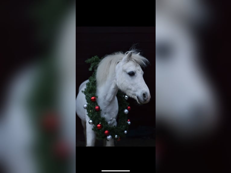 Welsh A (Mountain Pony) Gelding 15 years 12 hh Gray in Soest