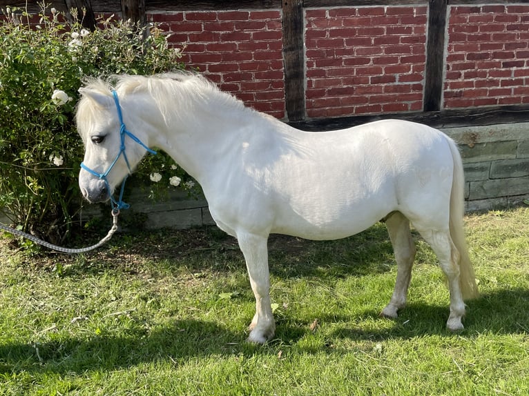 Welsh A (Mountain Pony) Gelding 15 years 12 hh Gray in Soest