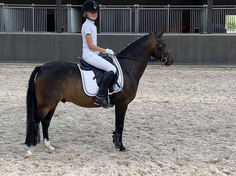 Welsh A (Mountain Pony) Gelding 15 years 12 hh Smoky-Black in Linschoten