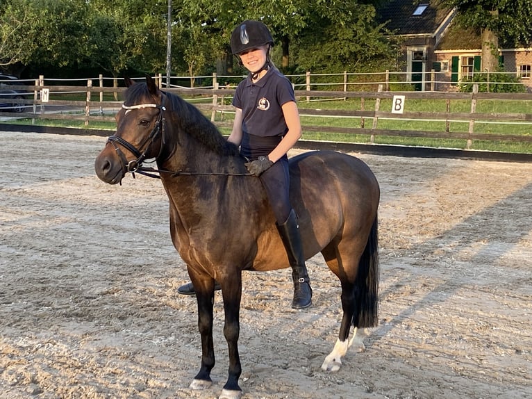 Welsh A (Mountain Pony) Gelding 15 years 12 hh Smoky-Black in Linschoten