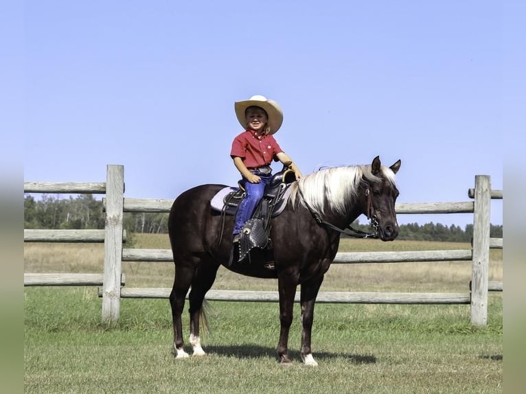 Welsh A (Mountain Pony) Gelding 15 years 12 hh in Nevis, MN