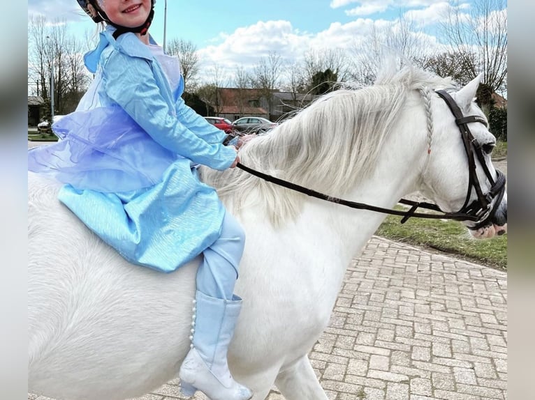 Welsh A (Mountain Pony) Gelding 15 years 12 hh White in Purmerend