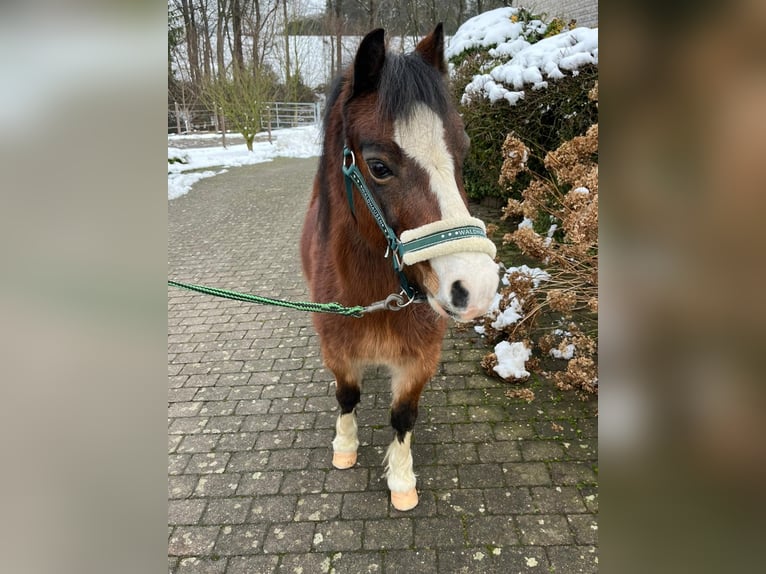 Welsh A (Mountain Pony) Gelding 16 years 11 hh Brown in Overath