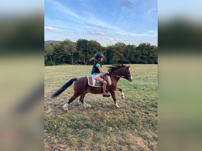 Welsh A (Mountain Pony) Gelding 16 years 11 hh Brown in Overath