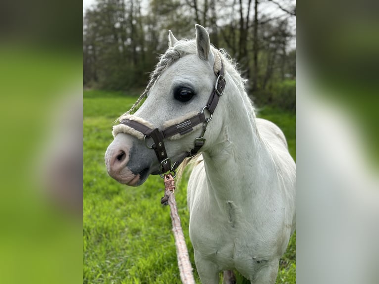 Welsh A (Mountain Pony) Gelding 17 years 10,2 hh Gray in Nordhorn