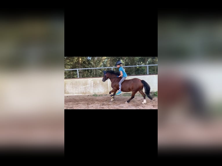 Welsh A (Mountain Pony) Gelding 17 years 12 hh Brown in Bad Bibra