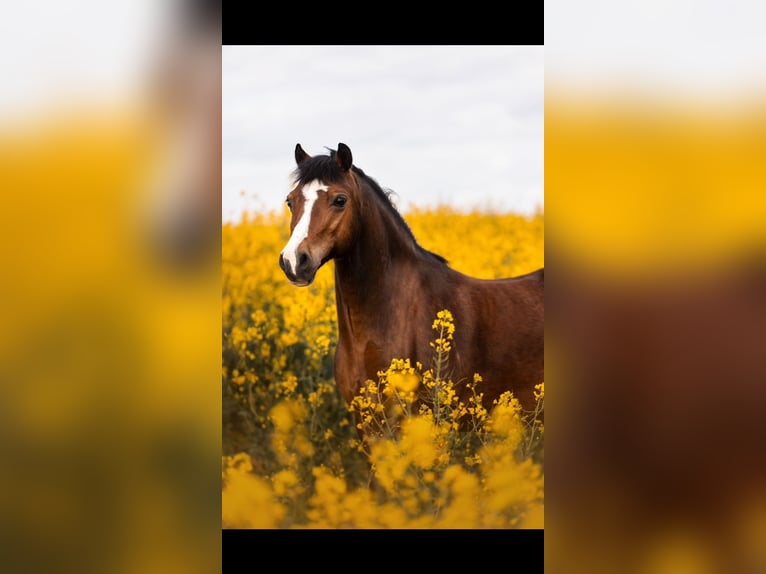 Welsh A (Mountain Pony) Gelding 17 years 12 hh Brown in Bad Bibra