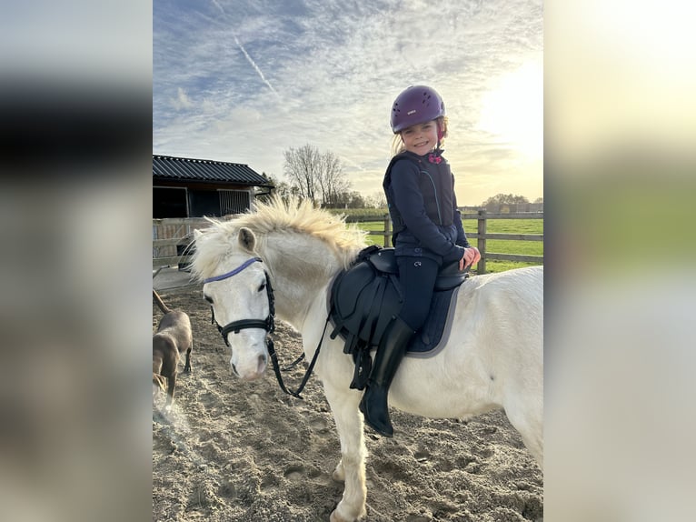 Welsh A (Mountain Pony) Gelding 18 years 11,1 hh Gray in Waregem