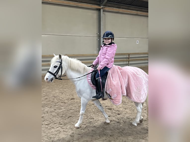 Welsh A (Mountain Pony) Gelding 18 years 11,1 hh Gray in Waregem