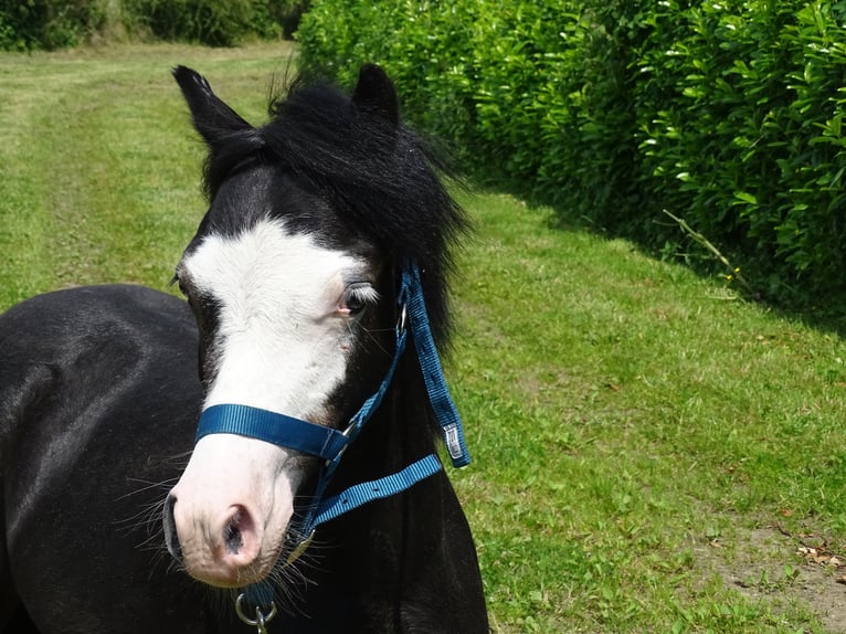 Welsh A (Mountain Pony) Gelding 1 year 10,2 hh Dun in Paliseul