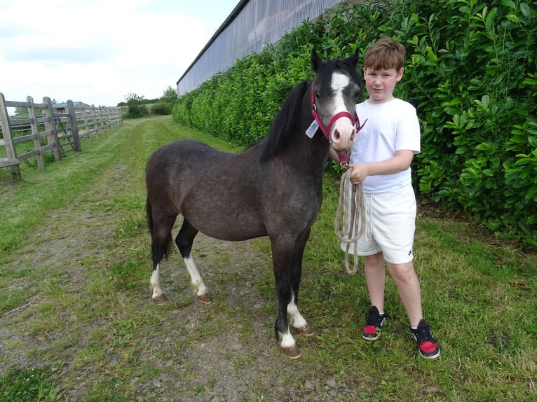 Welsh A (Mountain Pony) Gelding 1 year 10,2 hh Dun in Paliseul