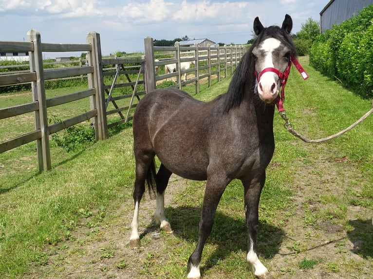 Welsh A (Mountain Pony) Gelding 1 year 10,2 hh Dun in Paliseul