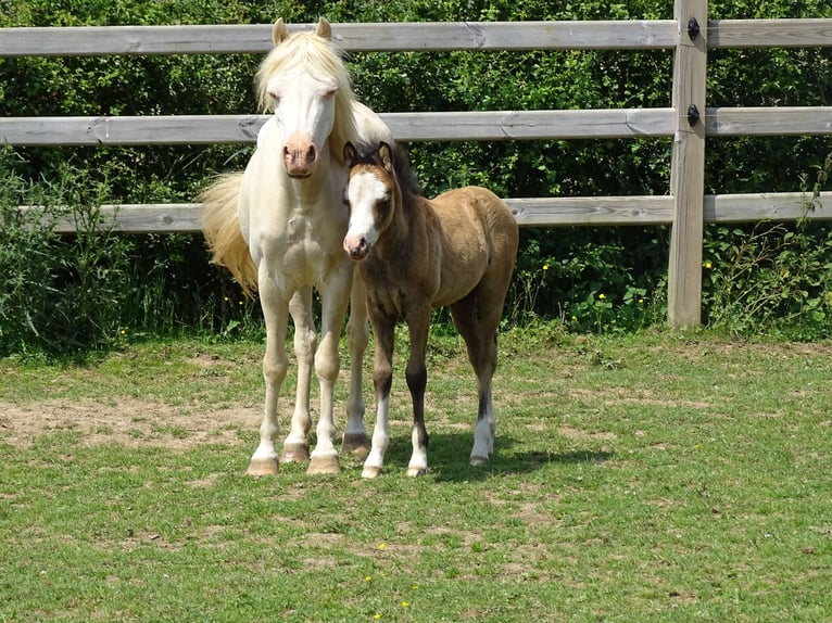 Welsh A (Mountain Pony) Gelding 1 year 10,2 hh Dun in Paliseul