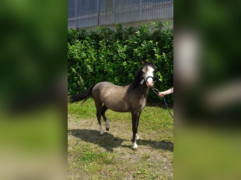 Welsh A (Mountain Pony) Gelding 1 year 10,2 hh Dun in Paliseul