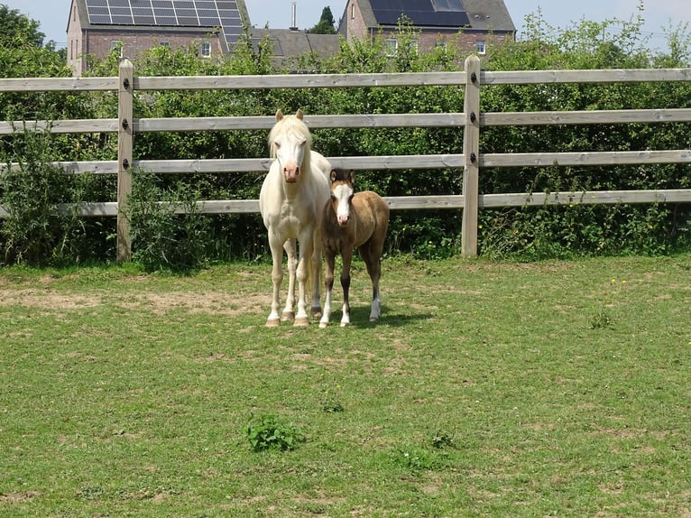 Welsh A (Mountain Pony) Gelding 1 year 11,1 hh Brown Falb mold in Paliseul