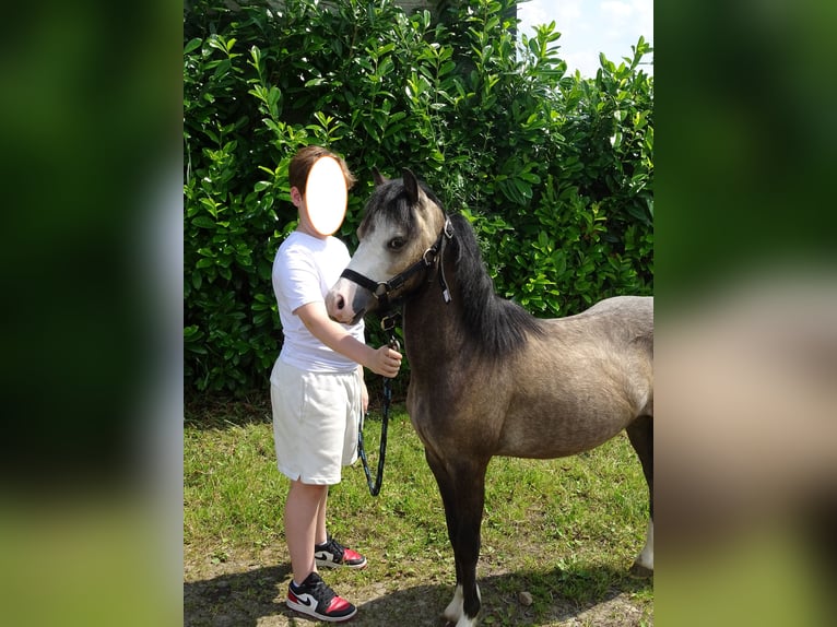 Welsh A (Mountain Pony) Gelding 1 year 11,1 hh Brown Falb mold in Paliseul