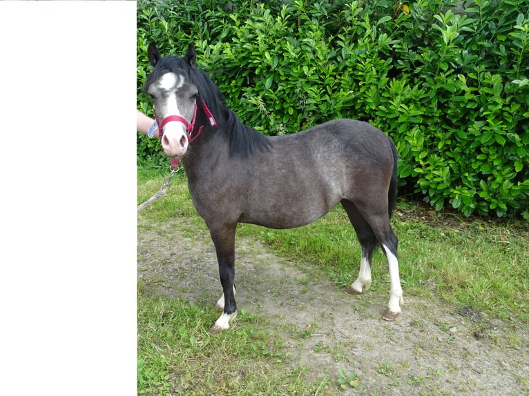 Welsh A (Mountain Pony) Gelding 1 year 11,1 hh Brown Falb mold in Paliseul