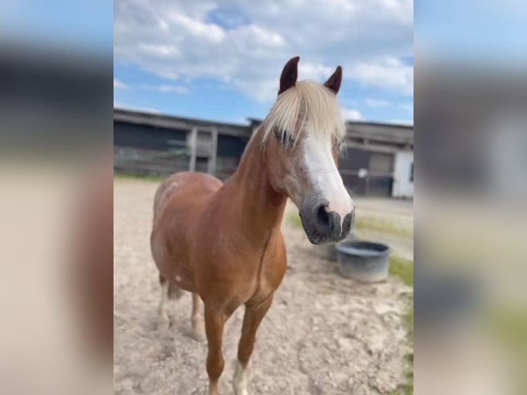 Welsh A (Mountain Pony) Gelding 20 years 11,1 hh in Marburg