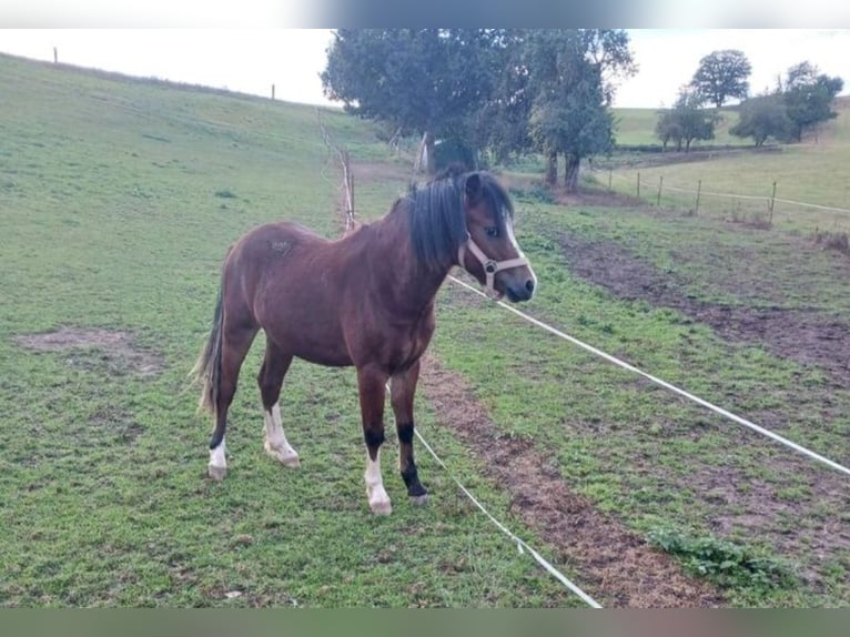 Welsh A (Mountain Pony) Gelding 2 years 11,2 hh Brown in Goldschau